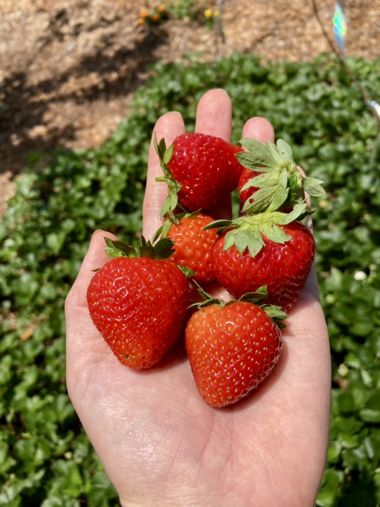 BACKYARD STRAWBERRIES – EVERYTHING YOU WANTED TO KNOW