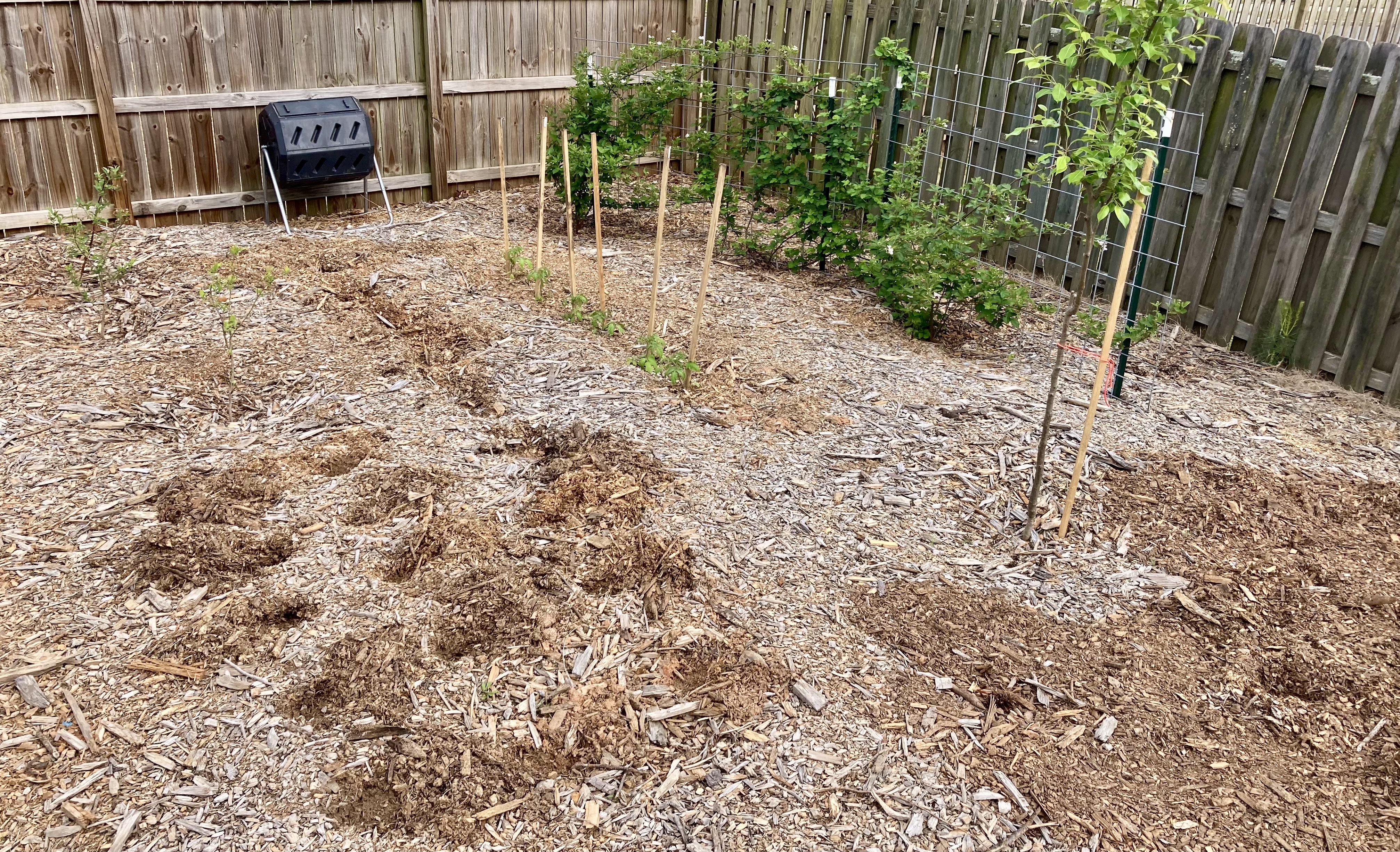 Garden covered in wood chips with a few plants.