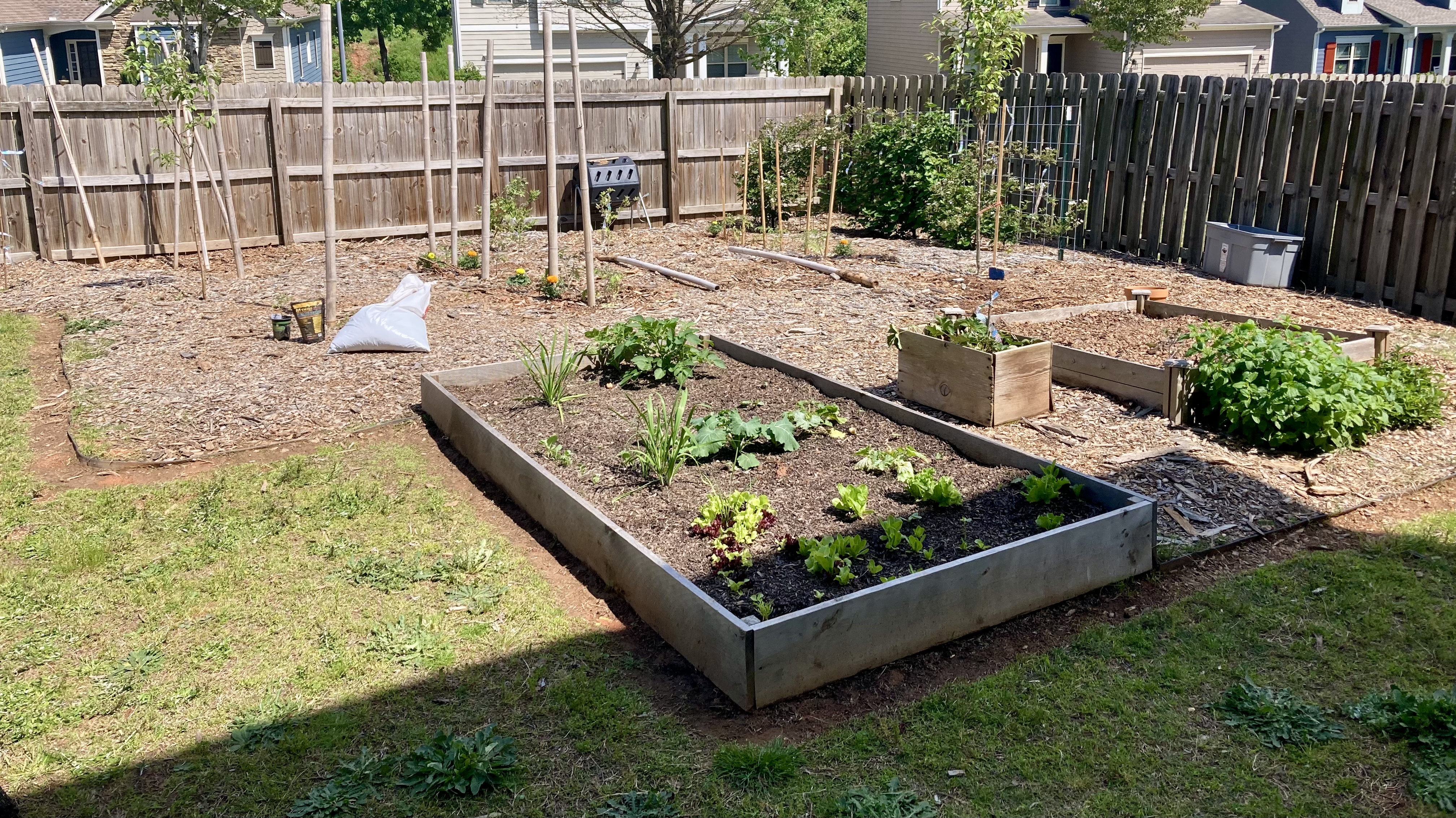 back yard garden in progress with plants growing