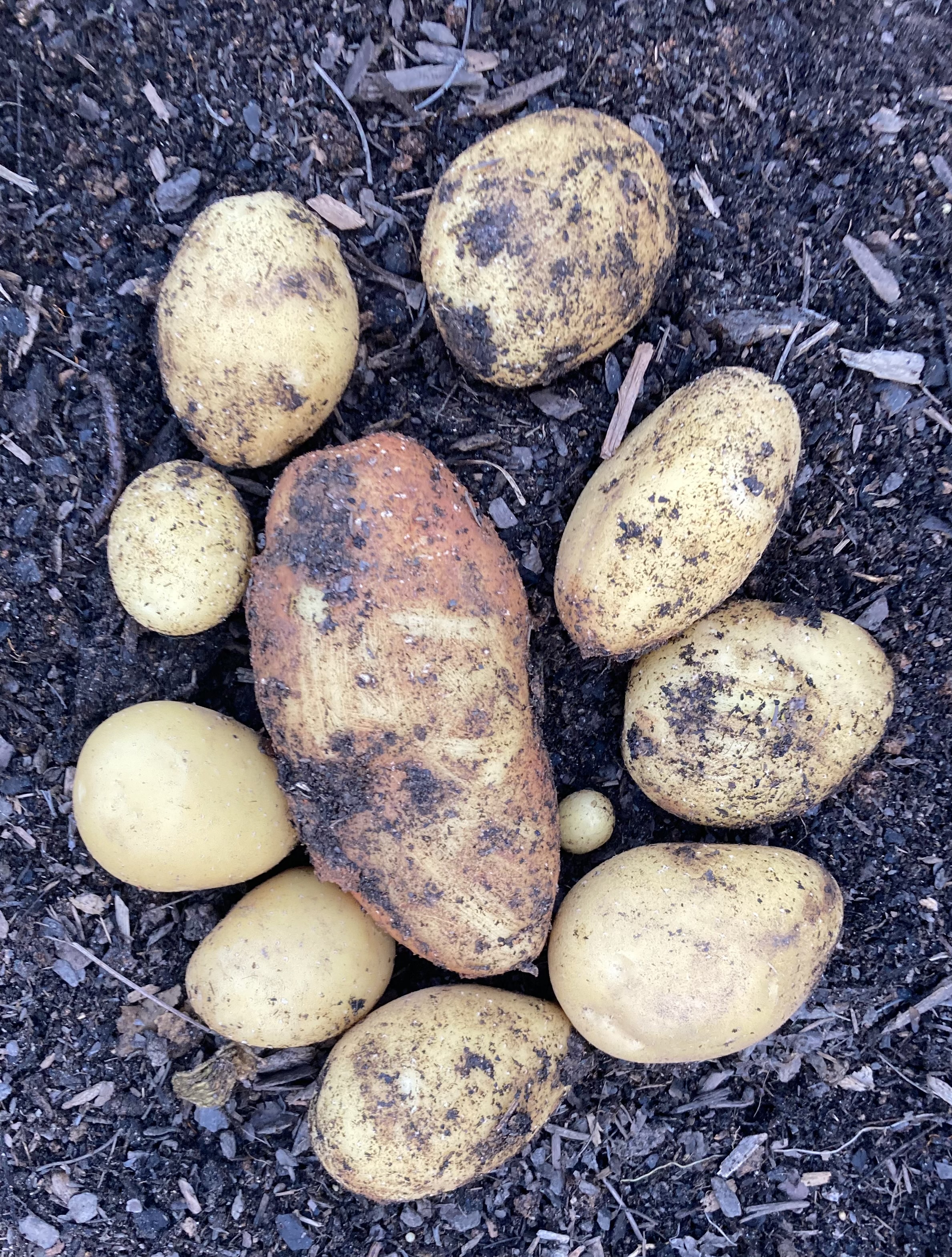 potatoes freshly dug up and covered in dirt
