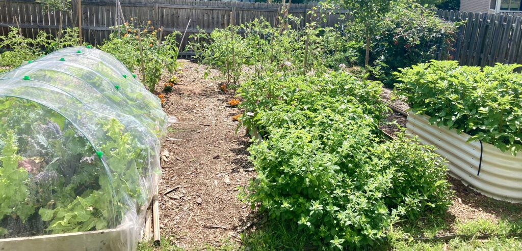 garden with raised beds and many plants growing