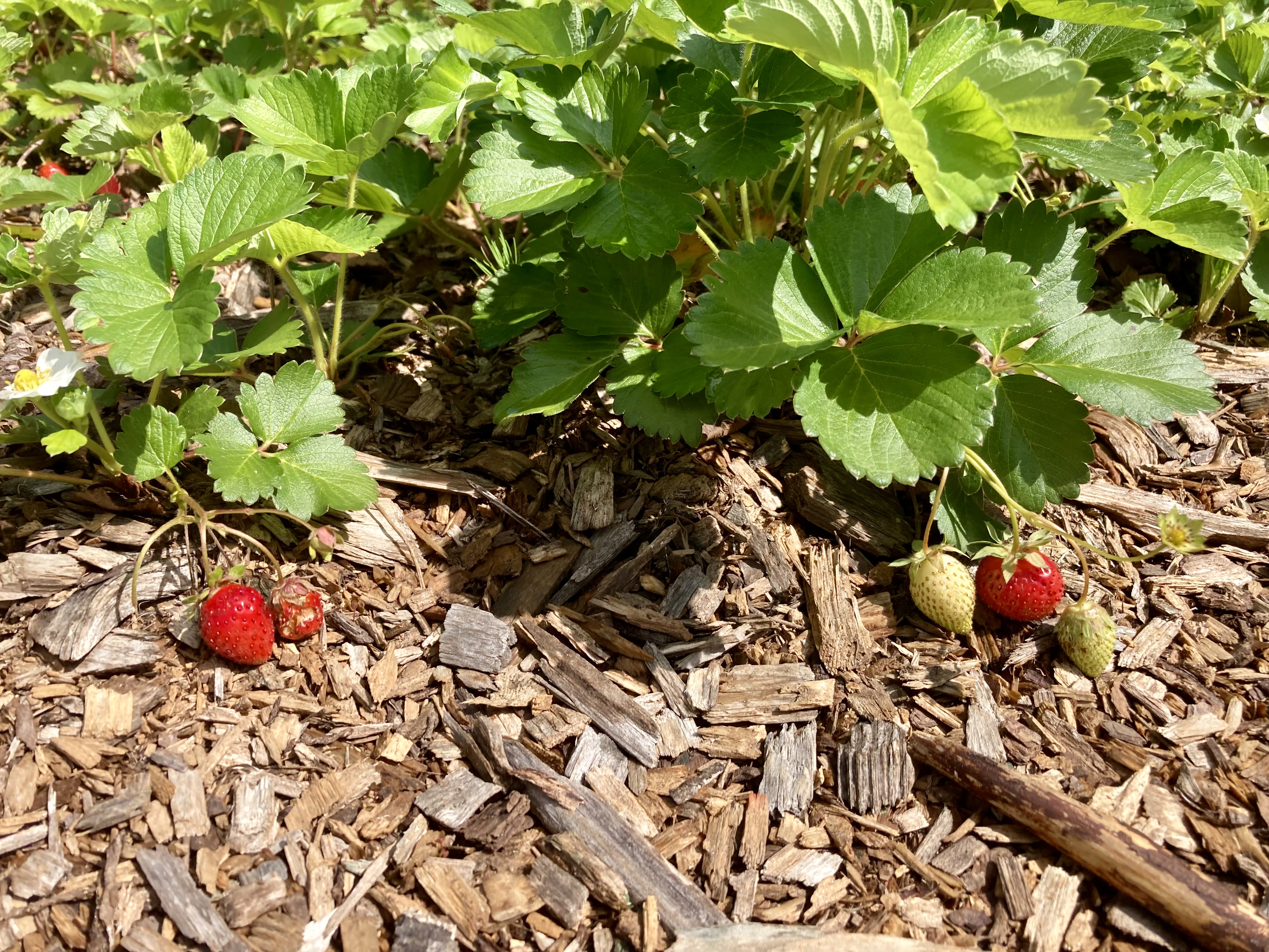 strawberry plants growing in wood chips