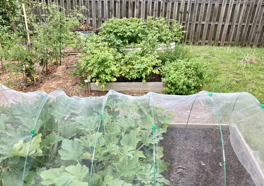 raised garden beds with annual plants growing in them.